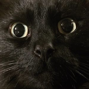 Meet your Posher, Chelsea